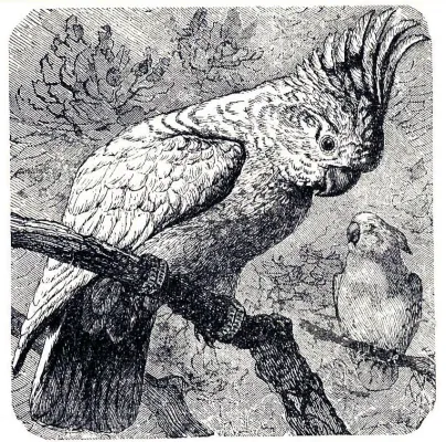 File:Cacatua leadbeateri Brockaus Efron.jpg