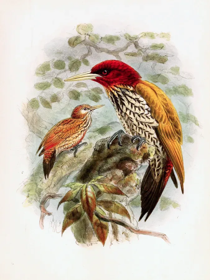 File:Chrysocolaptes erythrocephalus, Chrysocolaptes maculiceps - Keulemans.jpg