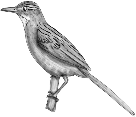 File:Anumbius annumbi BYN.jpg
