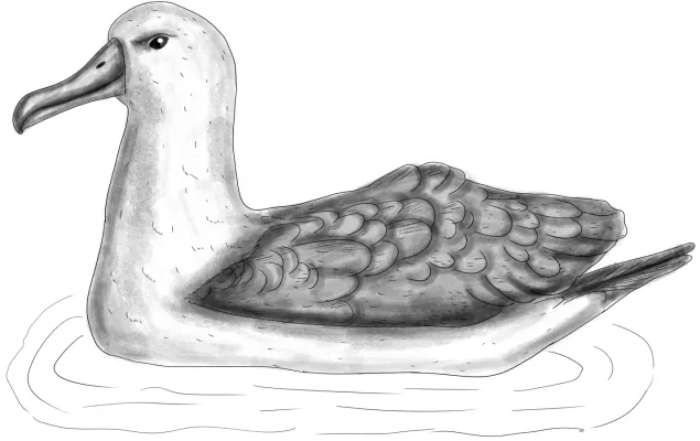 File:Thalassarche chlororhynchos BYN.jpg