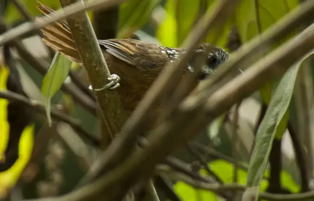 File:Stachyris strialata (cropped).jpg