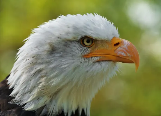 File:Haliaeetus leucocephalus LC0195 edit 1.jpg