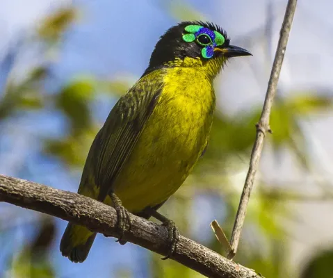 File:Schlegel's asity (Philepitta schlegeli) (cropped).jpg