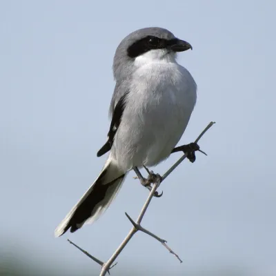 File:Lanius ludovicianus -Texas -USA-8-4c.jpg