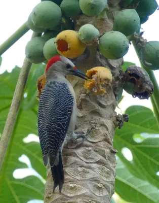 File:Yucatan Woodpecker (Melanerpes pygmaeus) male eating papaya.jpg
