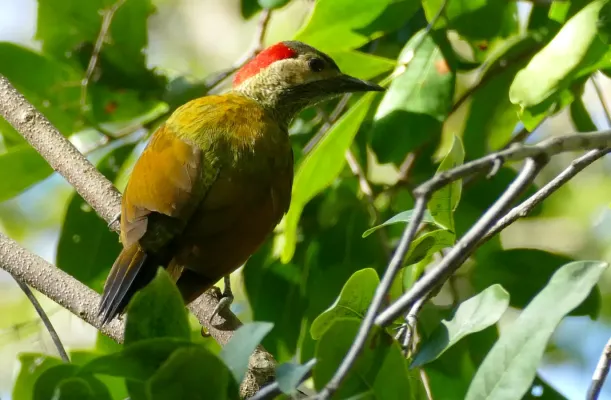 File:Golden-olive Woodpecker (Colaptes rubiginosus) female - Edzna Campeche.jpg