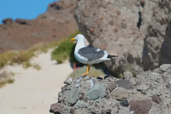 File:Larus livens, Pichilinque, Baja California Sur 1.jpg