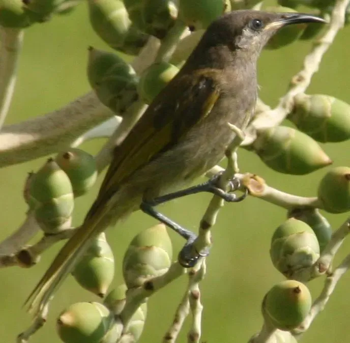 File:Lichmera incana.jpg