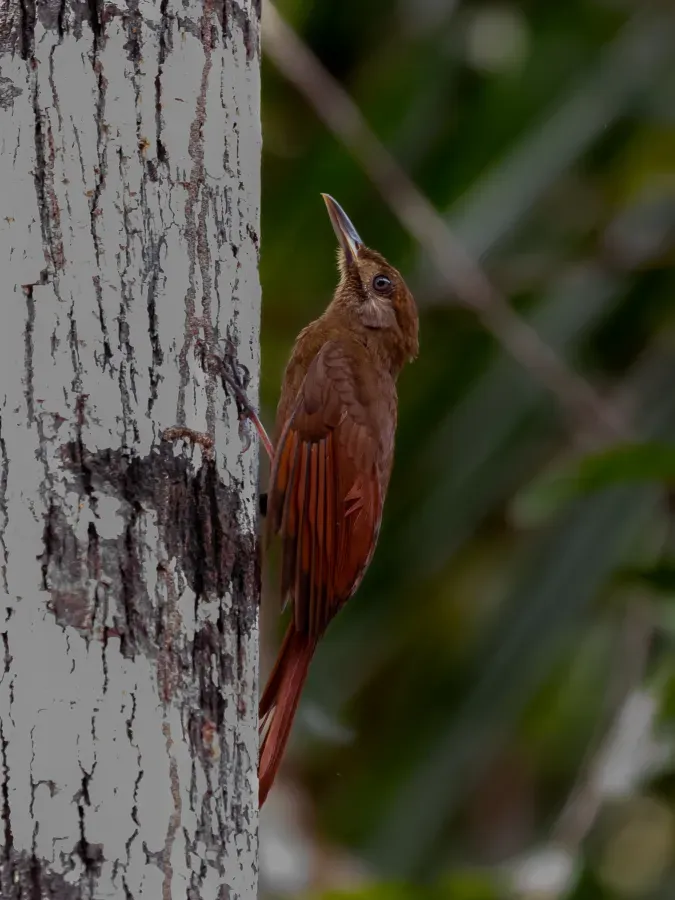 File:Dendrocincla fuliginosa neglecta - Plain-brown Woodcreeper, Careiro, Amazonas.jpg
