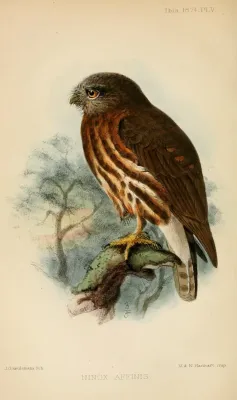 File:NinoxAffinisIbis.jpg