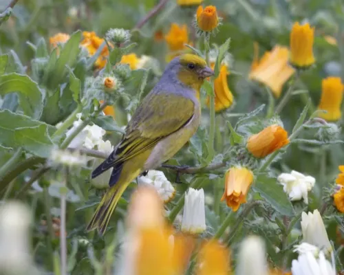 File:Cape Canary (Serinus canicollis) 1.jpg