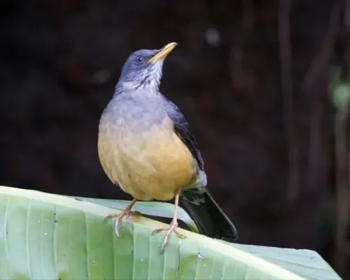 File:Turdus olivaceus 2.jpg