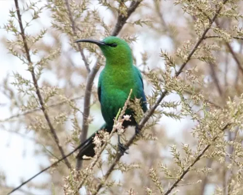 File:Malachite Sunbird (Nectarinia famosa) 5.jpg