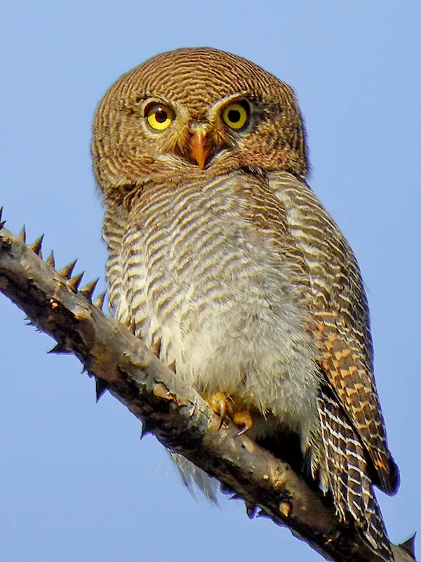 File:Jungle owlet (Glaucidium radiatum) Photograph by Shantanu Kuveskar.jpg