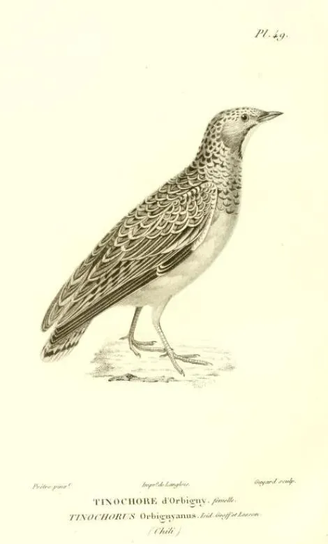 File:Thinocorus orbignyianus-2 Prêtre.jpg