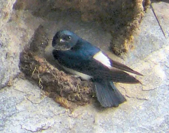 File:Delichon nipalense (close-up).jpg
