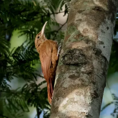 File:Dendrocolaptes picumnus pallescens - Black-banded Woodcreeper; Ladario, Mato Grosso do Sul, Brazil.jpg
