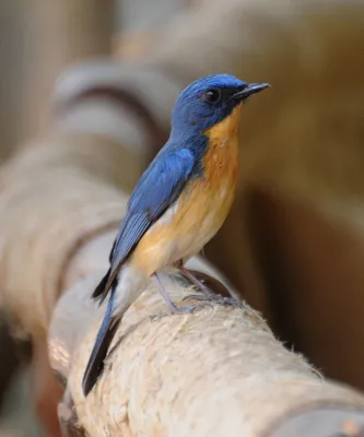File:Tickell's Blue Flycatcher (Cyornis tickelliae).jpg