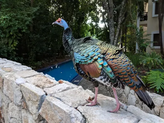 File:An ocellated turkey, (Meleagris ocellata) walking in a Yucatan resort.jpg