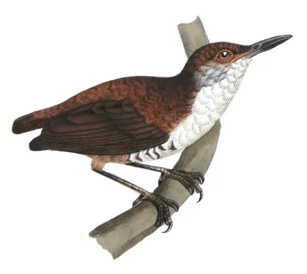 File:Microcerculus marginatus marginatus - Castelnau.jpg