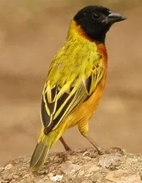 File:Ploceus melanocephalus.jpg