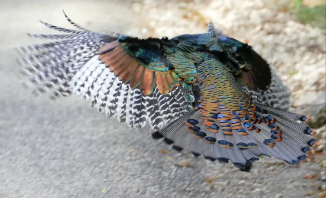 File:Ocellated Turkey (Meleagris ocellata) taking off - Calakmul Biosphere Reserve.jpg