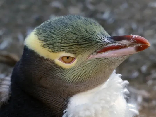 File:Yellow-eyed penguin (Megadyptes antipodes); April 2016.jpg