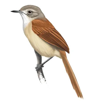 File:Synallaxis simoni.jpg