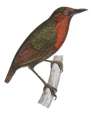 File:Sclerurus rufigularis Castelnau.jpg