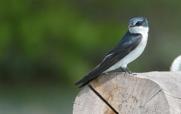 File:Mangrove Swallow (Tachycineta albilinea) - Bacalar QR 01.jpg