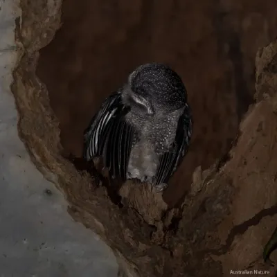 File:Greater Sooty Owl (Tyto tenebricosa).jpg