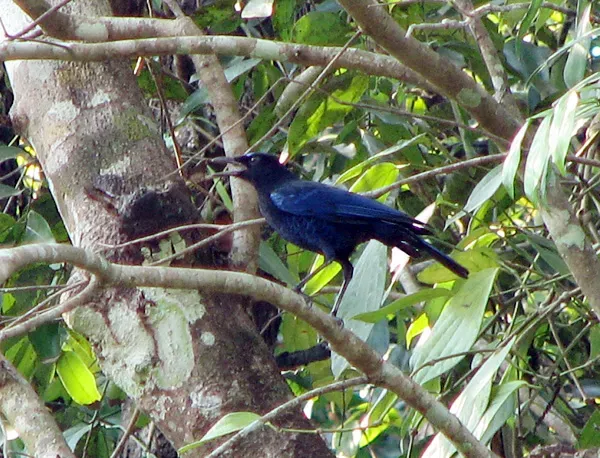File:Myophonus horsfieldii Karkala.jpg