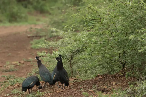 File:Guttera pucherani - Somkhanda Game Reserve, South Africa.jpg