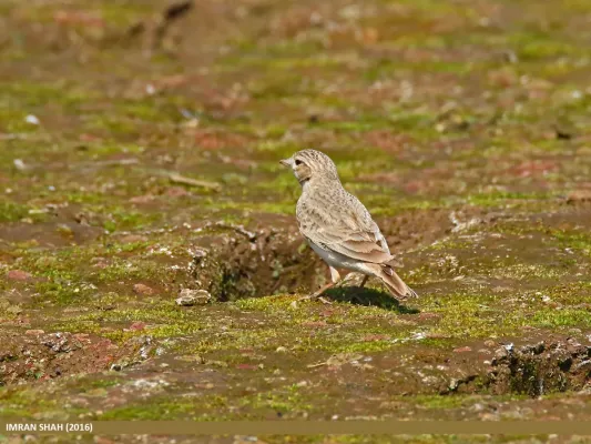 File:Sand Lark (Alaudala raytal) (25275618012).jpg