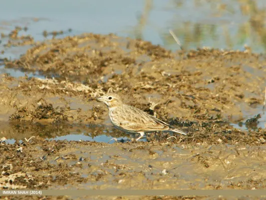 File:Sand Lark (Alaudala raytal) (16041776136).jpg