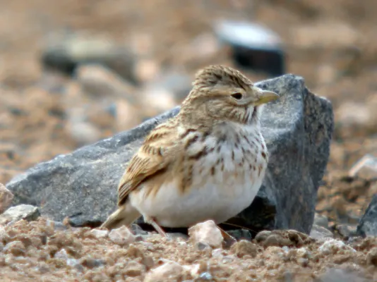 File:Lesser Short-toed Lark Alaudala rufescens polatzeki, Fuerteventura.jpg