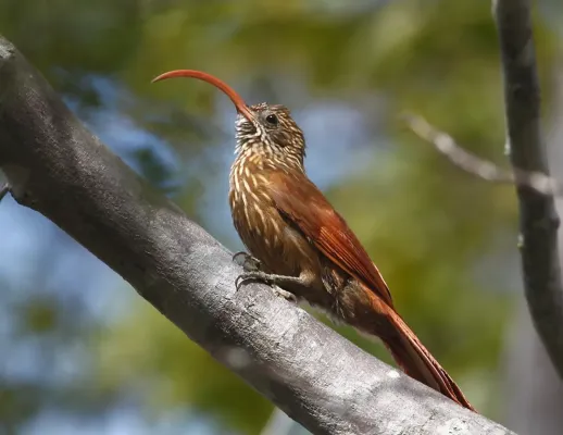 File:Campylorhamphus trochilirostris major - Red-billed Scythebill; Araripe, Ceará, Brazil.jpg