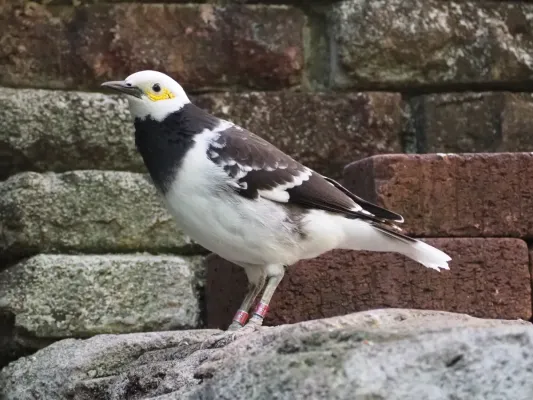 File:Black-collared starling (Gracupica nigricollis).jpg