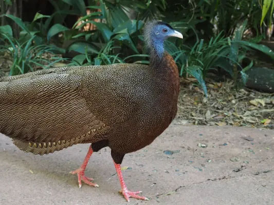 File:Great argus (Argusianus argus).jpg