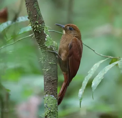 File:Dendrocincla merula - White-chinned Woodcreeper; Madre de Dios, Perú.jpg