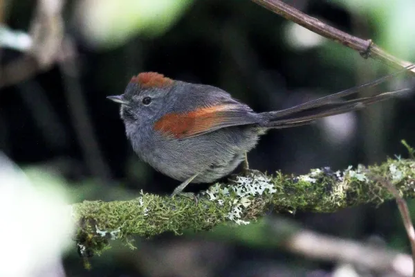 File:Synallaxis courseni - Apurímac Spinetail; Abancay, Apurímac, Perú.jpg