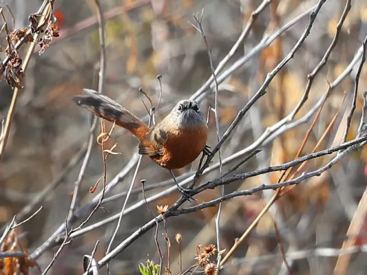 File:Synallaxis zimmeri - Russet-bellied Spinetail; Ancash, Peru.jpg