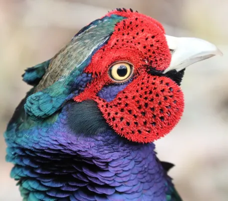 File:Phasianus versicolor robustipes male head.jpg