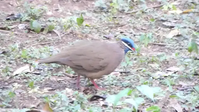 File:Blue-headed Quail Dove. Starnoenas cyanocephala (25735316691).jpg