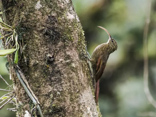File:Campylorhamphus pusillus - Brown-billed Scythebill 1.jpg