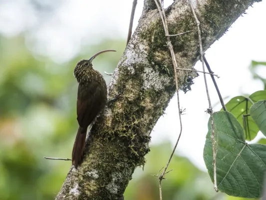 File:Campylorhamphus pusillus - Brown-billed Scythebill 2.jpg