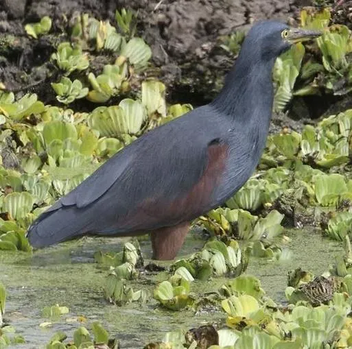 File:Ardeola rufiventris.jpg