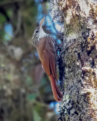File:Lepidocolaptes falcinellus - Scalloped Woodcreeper; Monte Verde, Camanducaia, Minas Gerais, Brazil.jpg