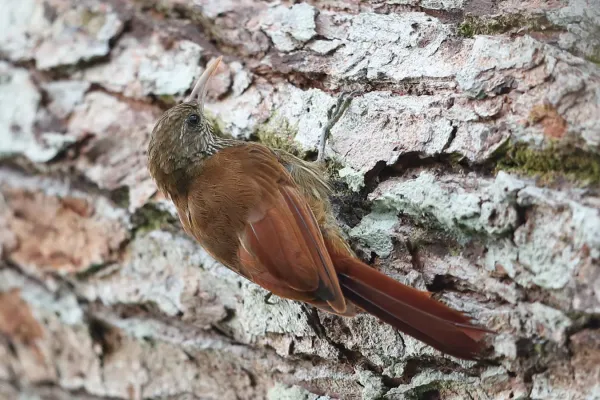 File:Lepidocolaptes duidae - Duida Woodcreeper; Iquitos, Peru.jpg