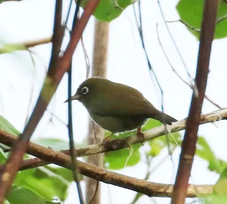 File:Zosterops oleagineus.jpg
